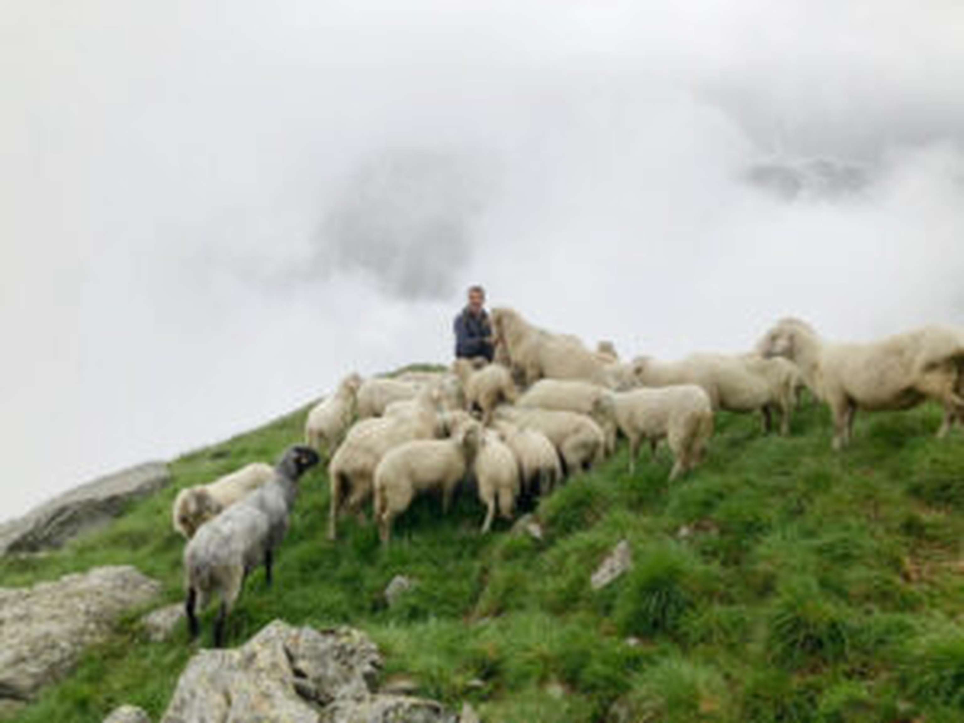 Der Schafhirte Simon mit seinen Schützlingen.