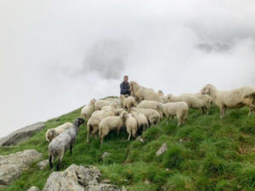 Der Schafhirte Simon mit seinen Schützlingen.