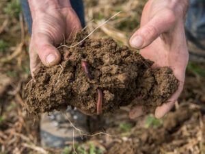 Ein hoher Humusgehalt ist wichtig für die Klimaeffizienz der Böden.