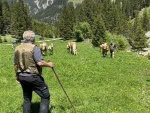 Die Ausreißer-Haflinger sind wieder am richtigen Platz.