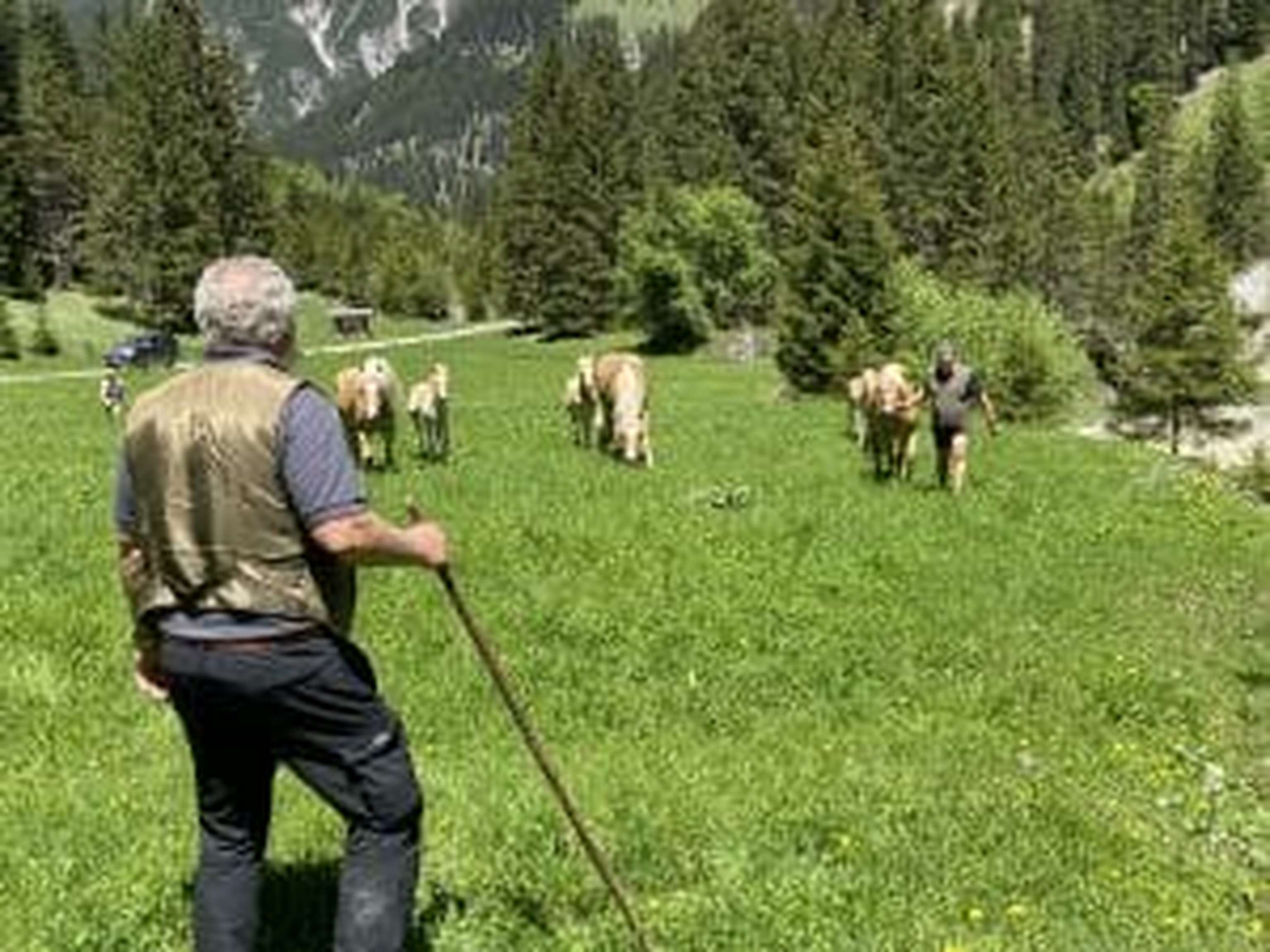Die Ausreißer-Haflinger sind wieder am richtigen Platz.