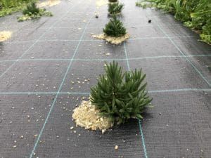 Die ersten Lavendelpflanzen auf den Feldern im Mühlviertel.