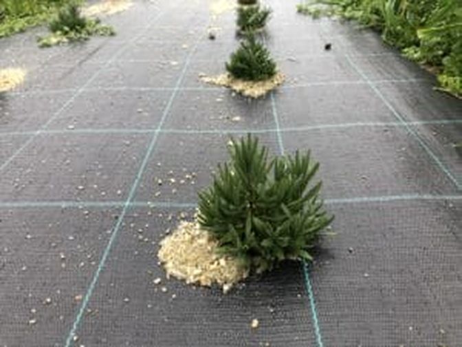 Die ersten Lavendelpflanzen auf den Feldern im Mühlviertel.