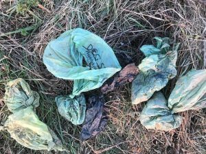 Der Hundekot wurde hier zwar im Sackerl entsorgt, landete dann aber im Feld.