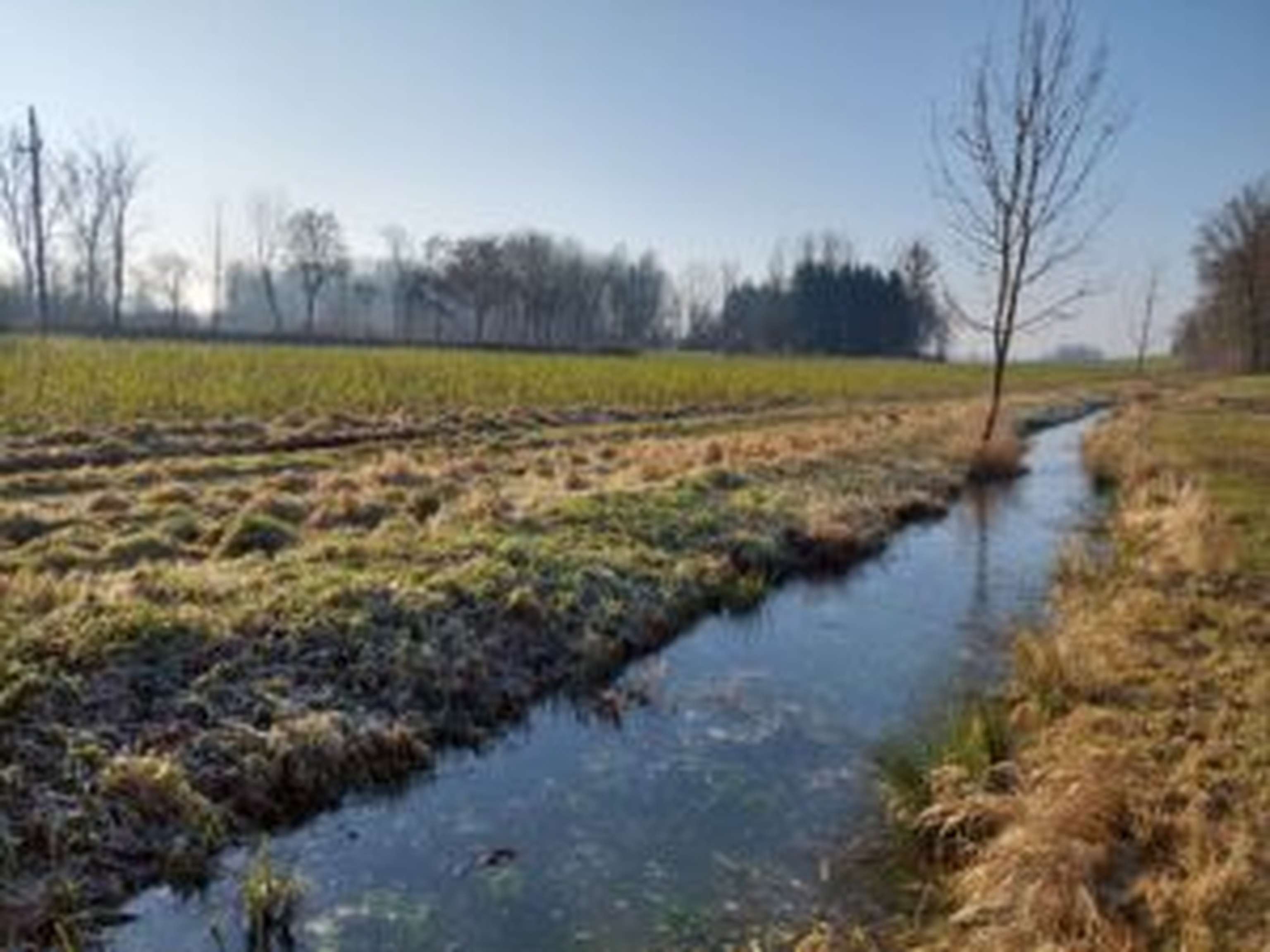 Pufferstreifen zwischen Nutzflächen und Gewässern helfen unter anderem schädliche Einträge durch Dünger und Pflanzenschutzmittel zu filtern.