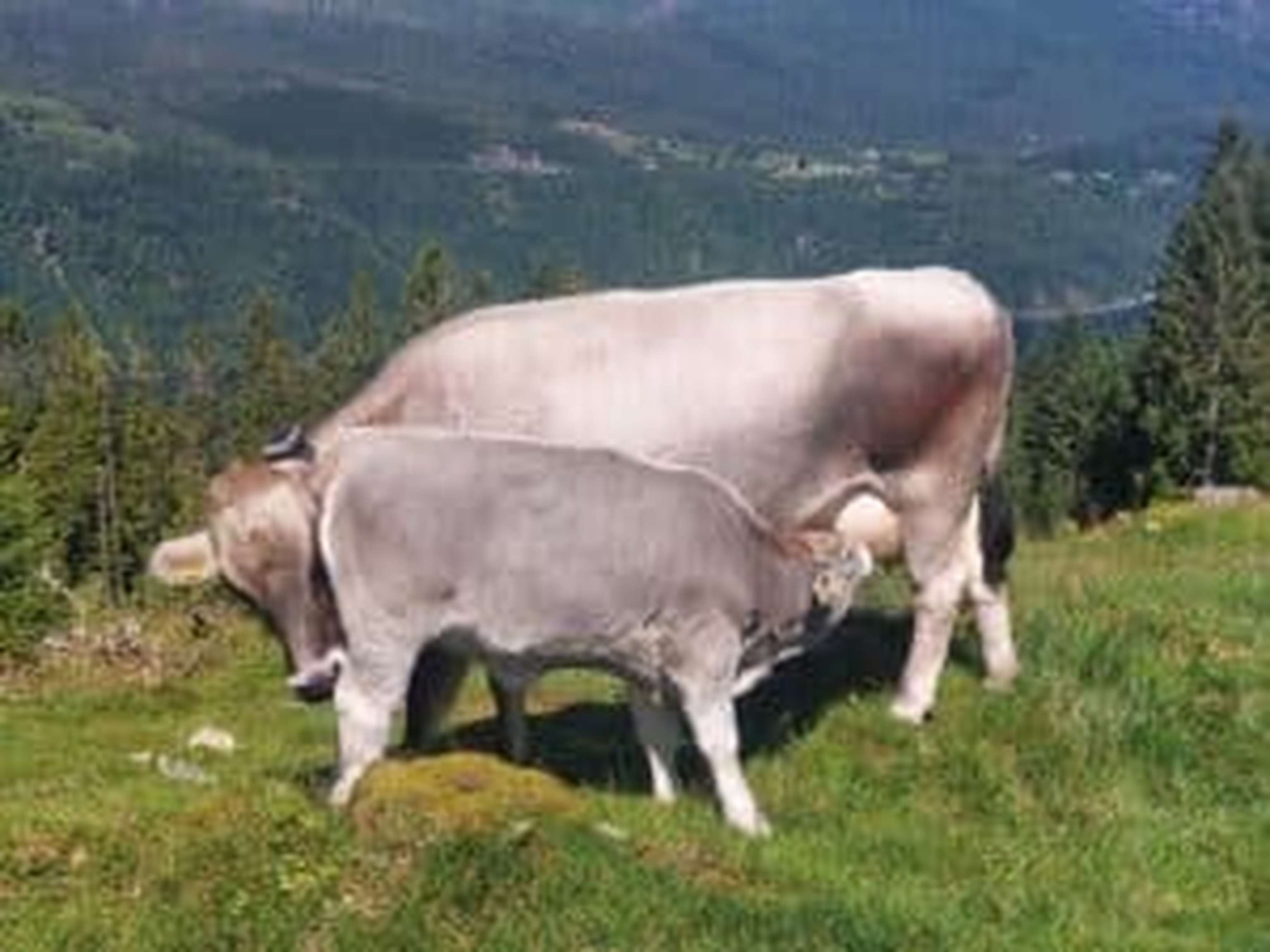 Grauvieh ist aktuell eine der populärsten Mutterkuhrassen in Norwegen.