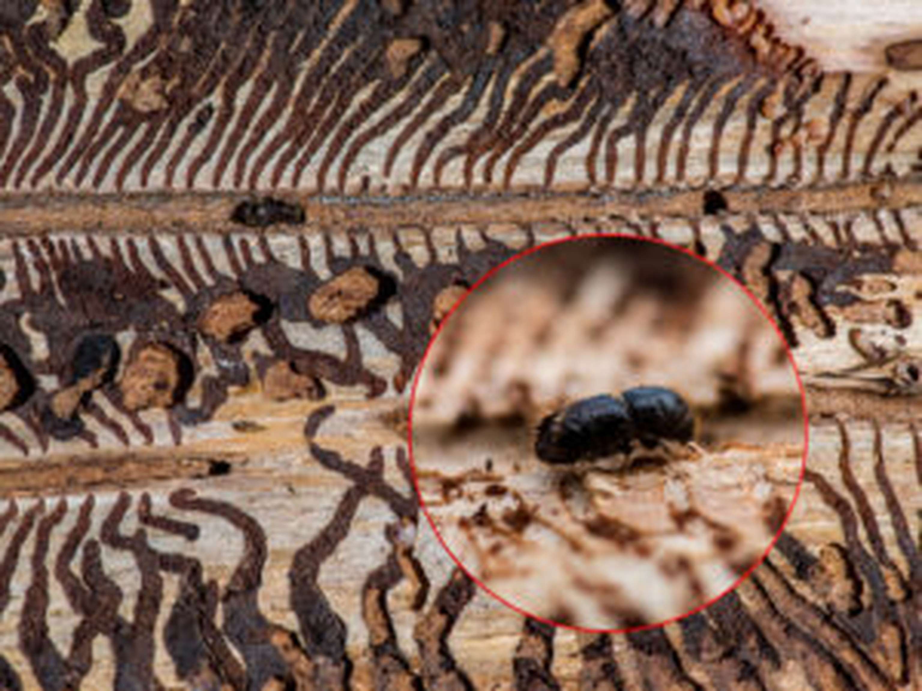 Fichten sollten jetzt auf Borkenkäferbefall kontrolliert werden.