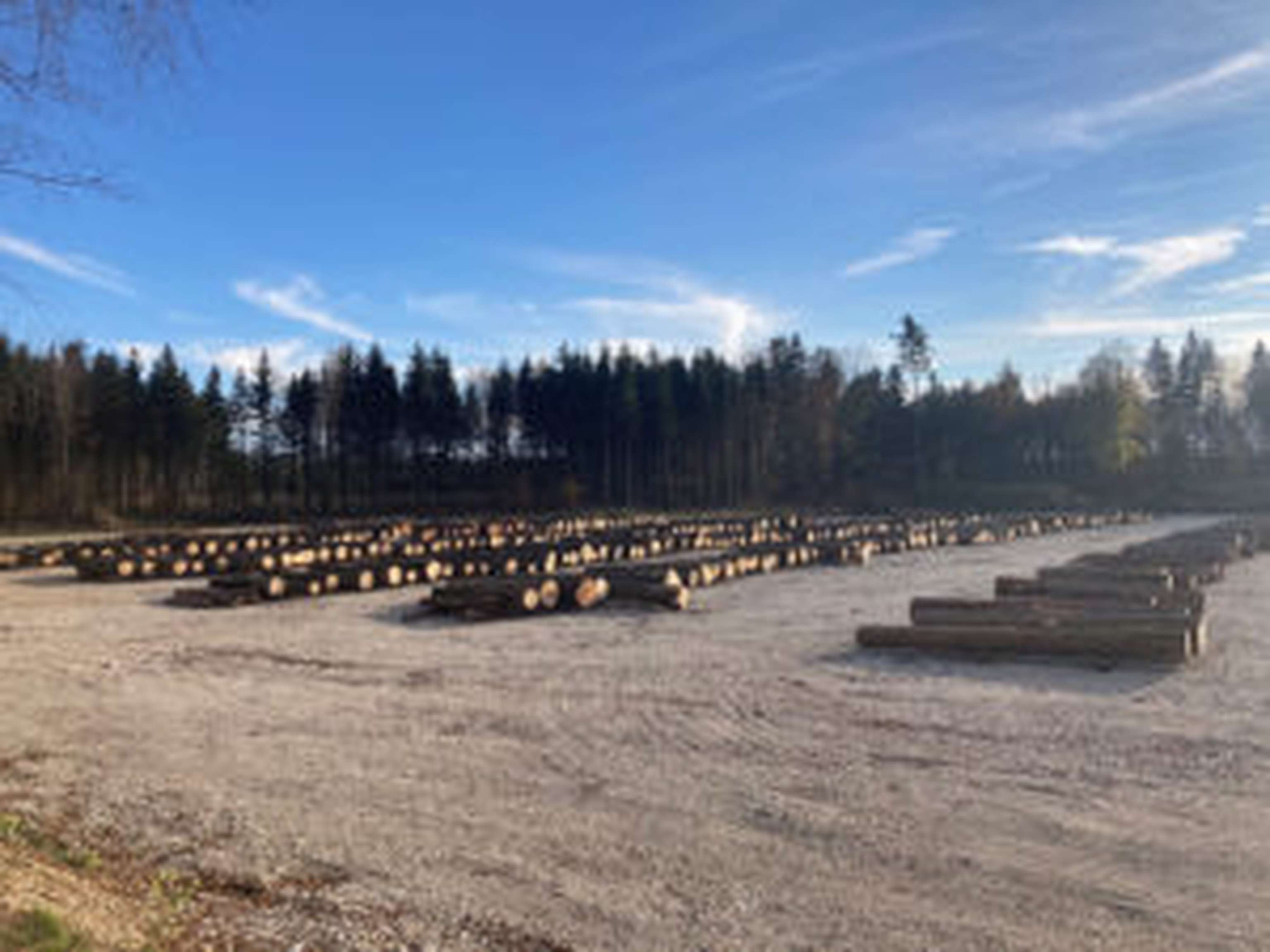 Marktplatz Laakirchen: Nach der Premiere im Jahr 2021 hat der Waldverband OÖ heuer erneut zur Nadelholz-Submission geladen. Dabei wurden beachtliche Erlöse erzielt.