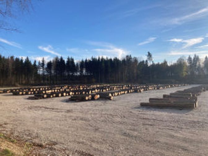 Marktplatz Laakirchen: Nach der Premiere im Jahr 2021 hat der Waldverband OÖ heuer erneut zur Nadelholz-Submission geladen. Dabei wurden beachtliche Erlöse erzielt.