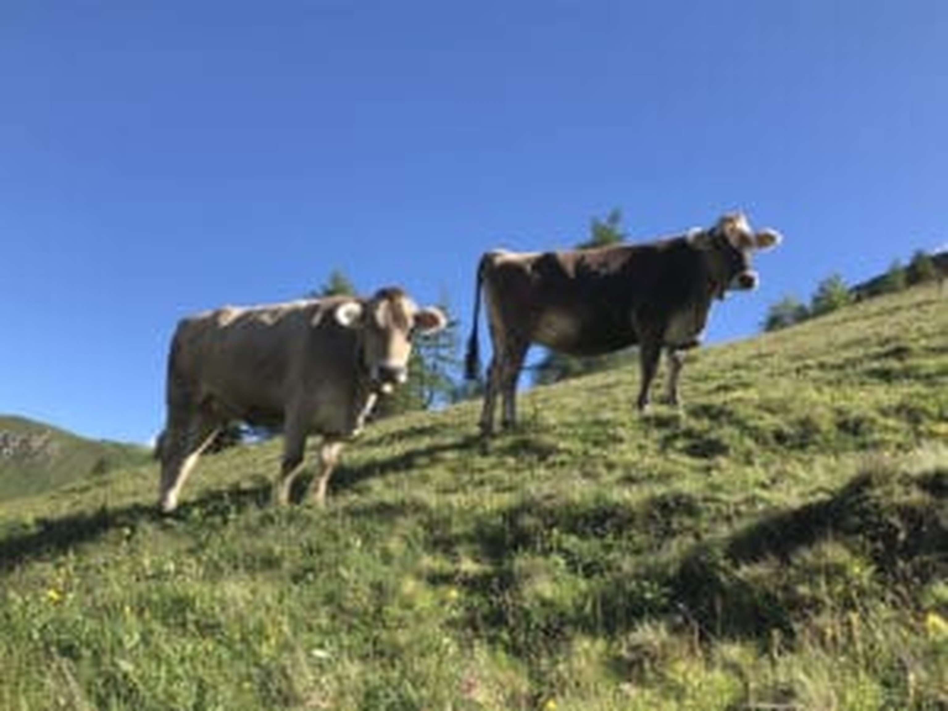 Auch das Vieh fühlte sich wohl und gedieh prächtig.