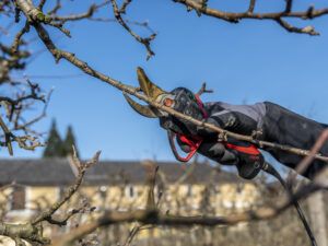 Der Spätwinter ist für die meisten Obstbäume und Beerensträucher der richtige Zeitpunkt für einen Rückschnitt.
