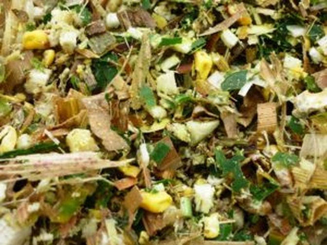 Der richtige Erntezeitpunkt sorgt für eine qualitativ hochwertige Maissilage.