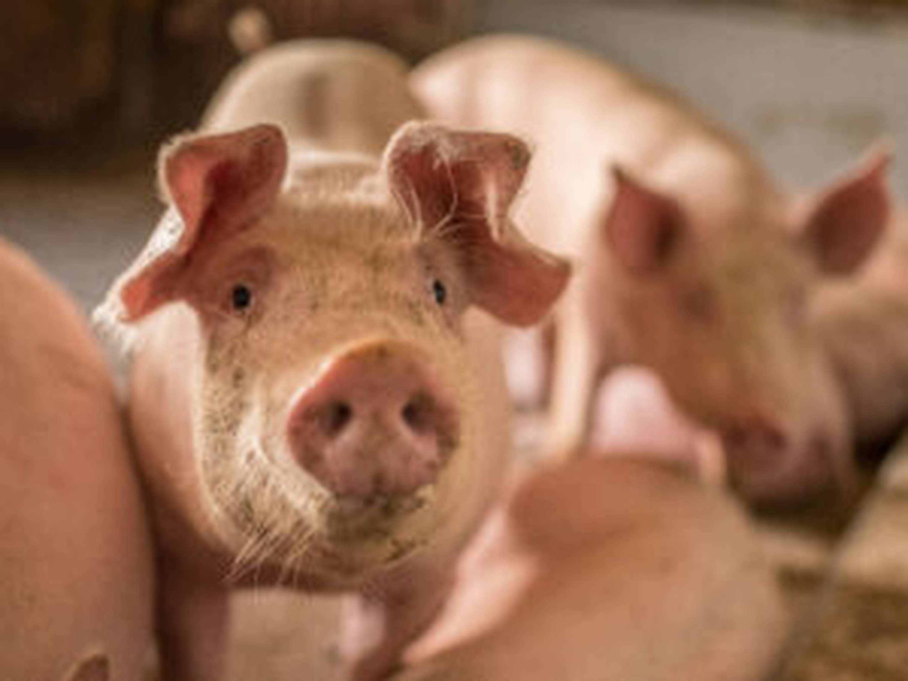 Zu Silvester stehen sie als Glücksbringer hoch im Kurs, doch wie es ab 2025 mit ihrer Haltung aus rechtlicher Sicht weitergeht, ist noch ungeklärt.