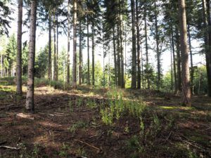 Im Waldlabor in Altenberg wurde bereits vor 50 Jahren für die nächsten Generationen vorausgedacht.