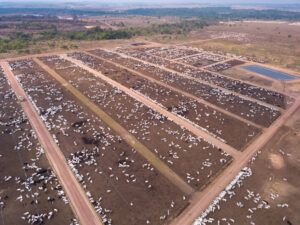 Mit Mercosur-Pakt drohen der EU Fleischimporte von Megafarmen.