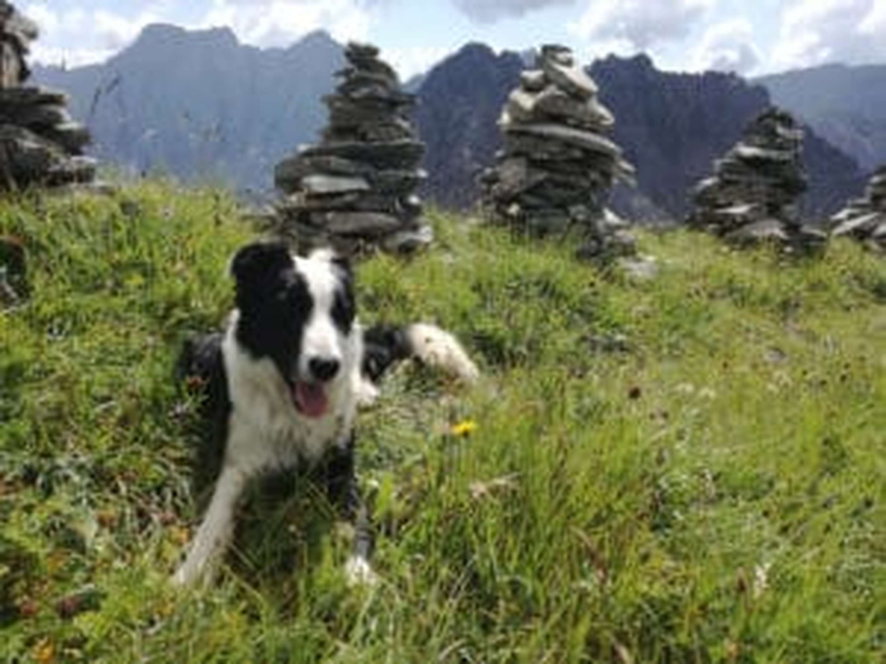 Hütehund Flynn ist schon fast fertig ausgebildet.