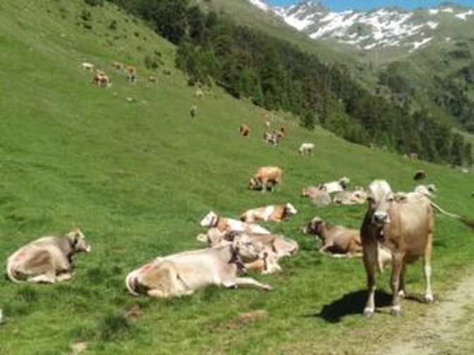 Die Kühe auf der Vinschgauer Kaproner Alm