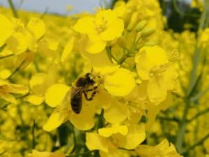 Mavrik Vita bekämpft den Rapsglanzkäfer, ist aber gleichzeitig bienenungefährlich.