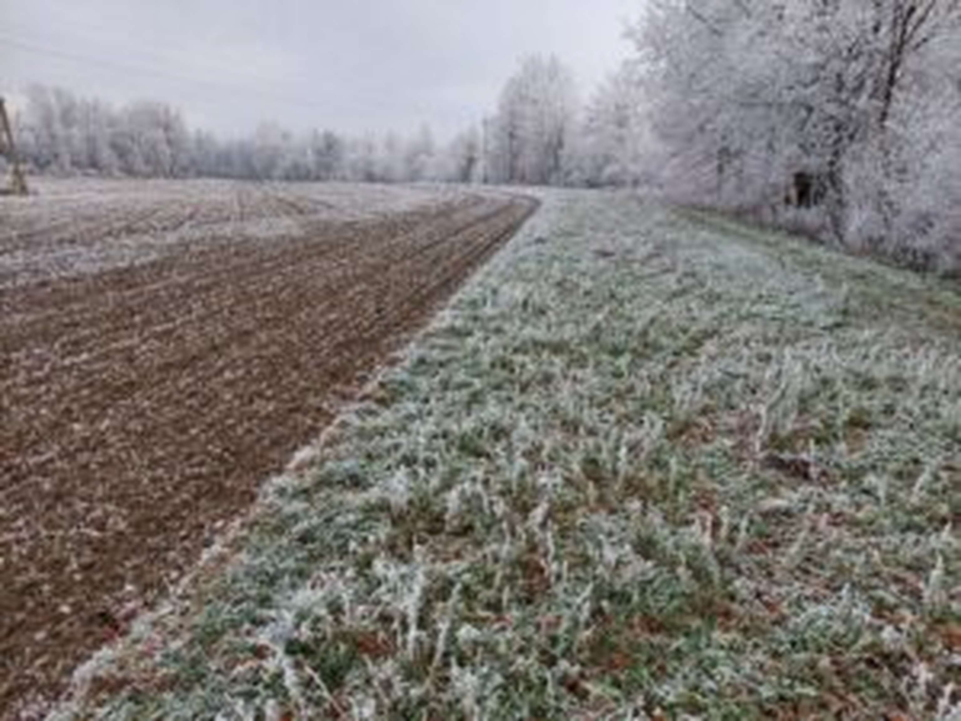 Ausreichend breiter Gewässerrandstreifen neben der Krems. Die Krems ist aufgrund von stofflicher Belastungen als mäßig eingestuft.