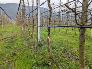 Knapp 50 Obstbäume wurden in Inzing von Bibern gefällt und beschädigt.Eine Entschädigung erhielt der betroffene Bauer nicht.