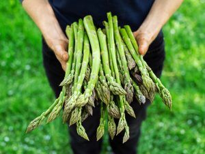Die Spargelsaison ist eröffnet: Die Haupterntezeit des heiß begehrten gesunden Gemüses hat pünktlich gestartet und hält nun etwa acht Wochen an.
