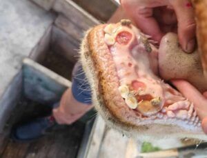 Schmerzhafte Entzündungen im Maulbereich hindern die Tiere am Fressen.