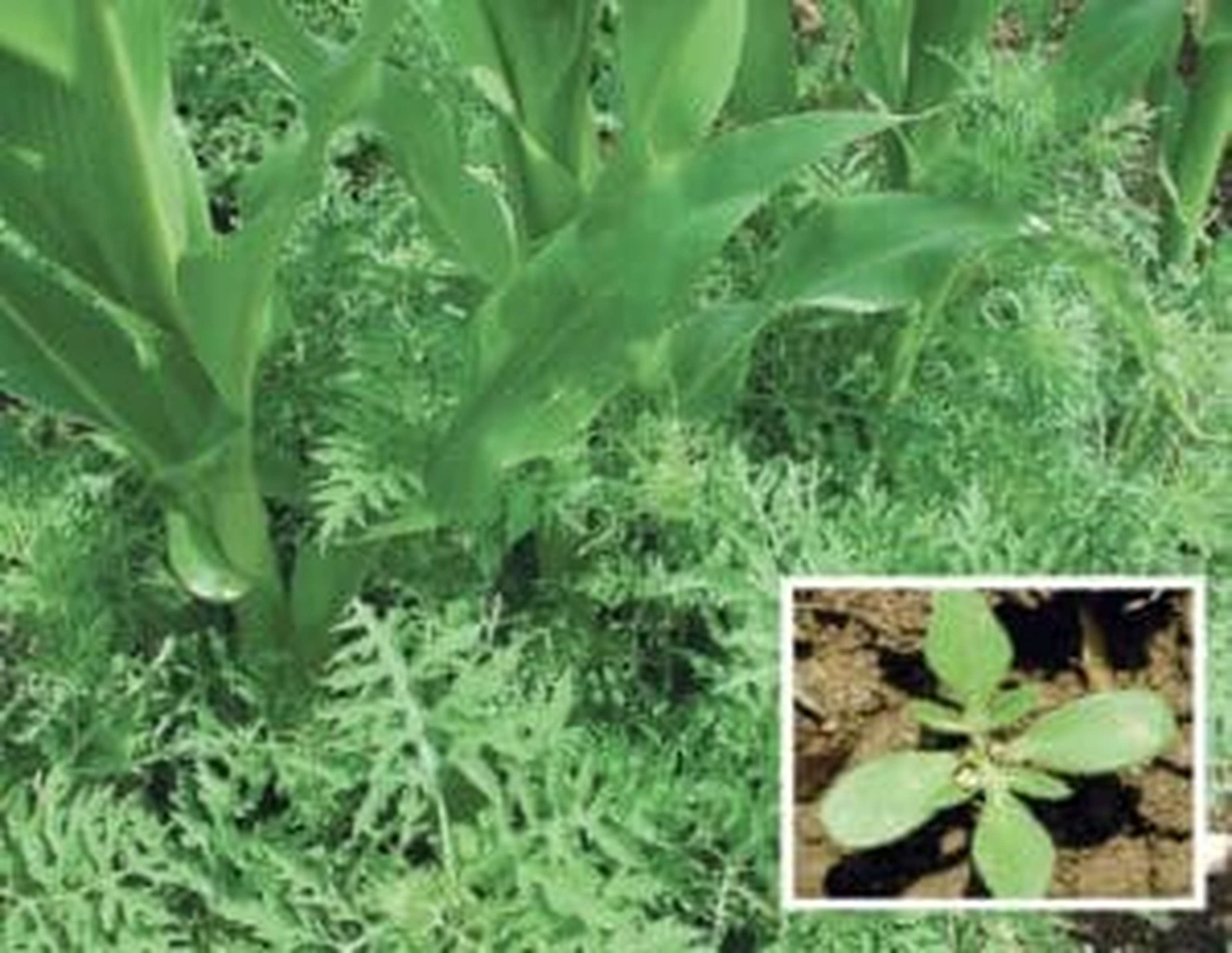 Ambrosia ist am wirkungsvollsten im Mais zu bekämpfen.