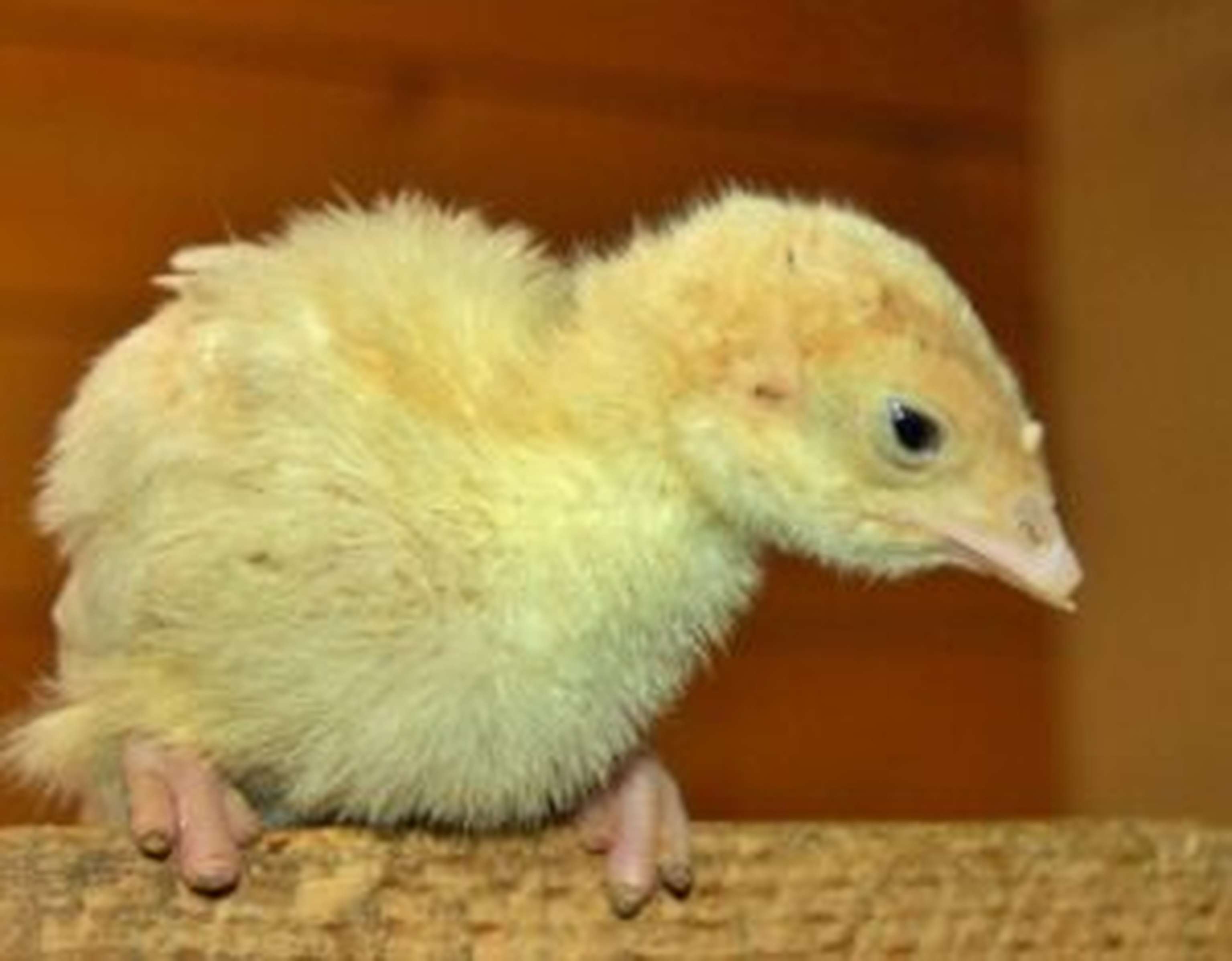 Auf das Toe Trimming reagieren die Tiere mit verminderter Futteraufnahme und geringerer Aktivität.