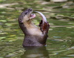 Speisefischerzeuger haben in ihren Anlagen mit Fressfeinden wie dem Fischotter zu kämpfen.