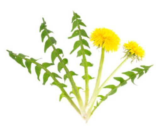 Löwenzahn (Taraxacum Officinale)