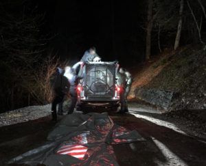 Betäubter JJ4 beim Abtransport.
