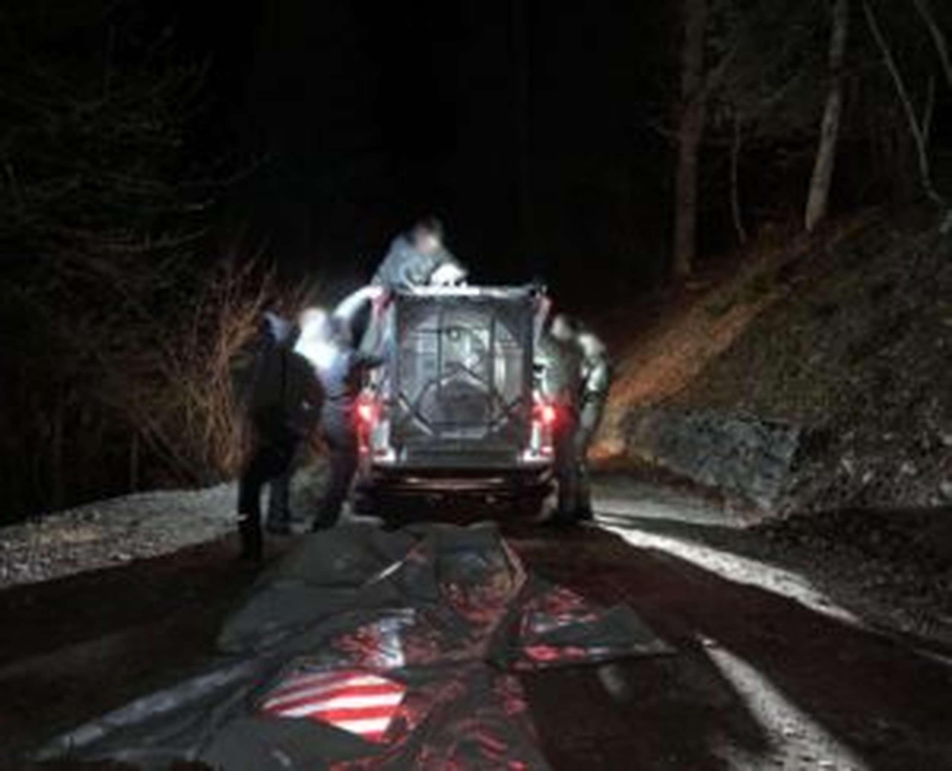 Betäubter JJ4 beim Abtransport.