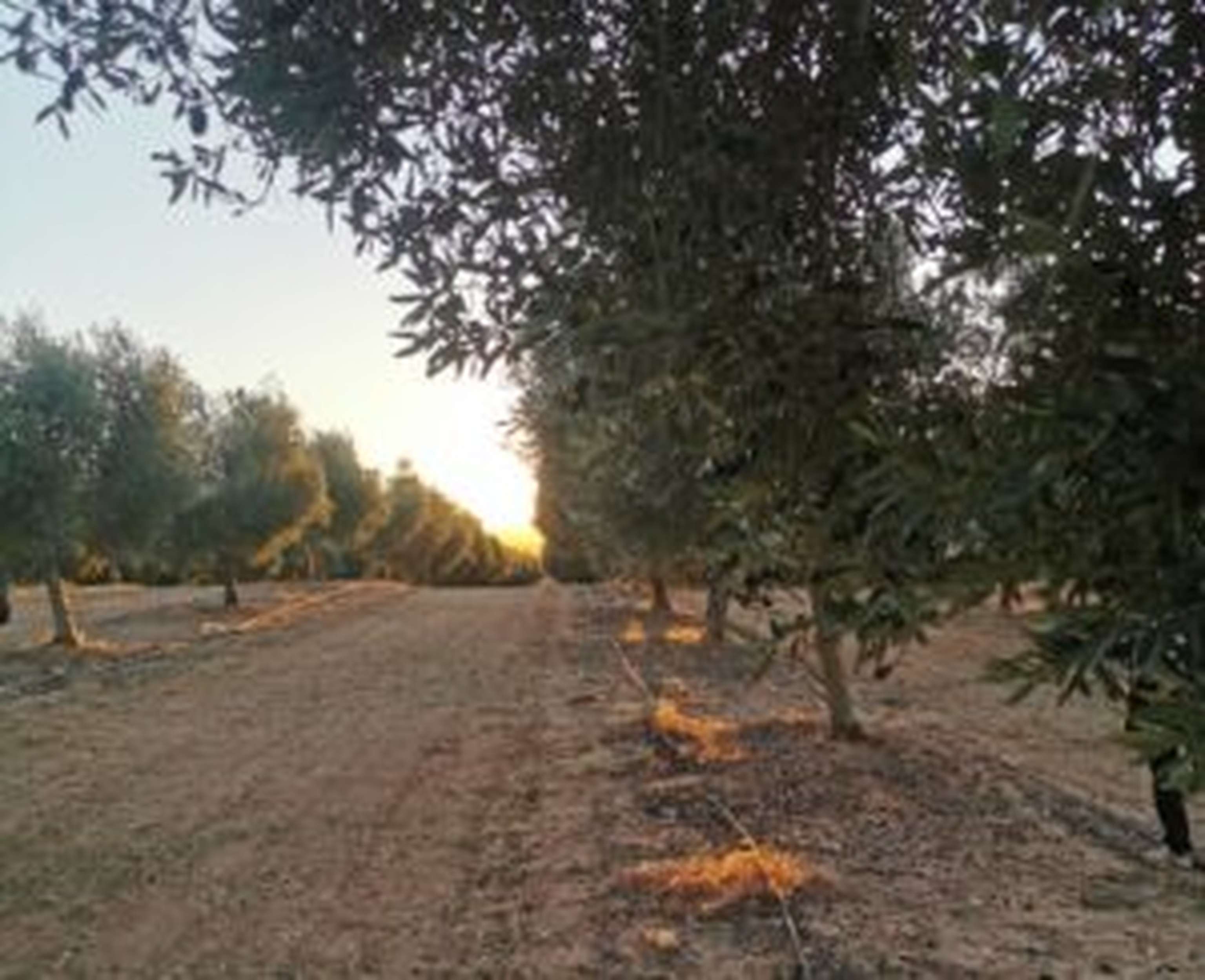 Olivenbäume kommen mit Trockenheit eigentlich gut zurecht. Auf bewässerten Standorten liefern sie jedoch ein Vielfaches an Ertrag und verdrängen so den Getreideanbau.