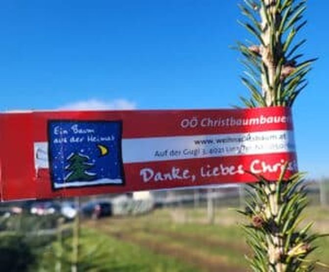 Eine Schleife kennzeichnet jeden „Baum aus der Heimat“.