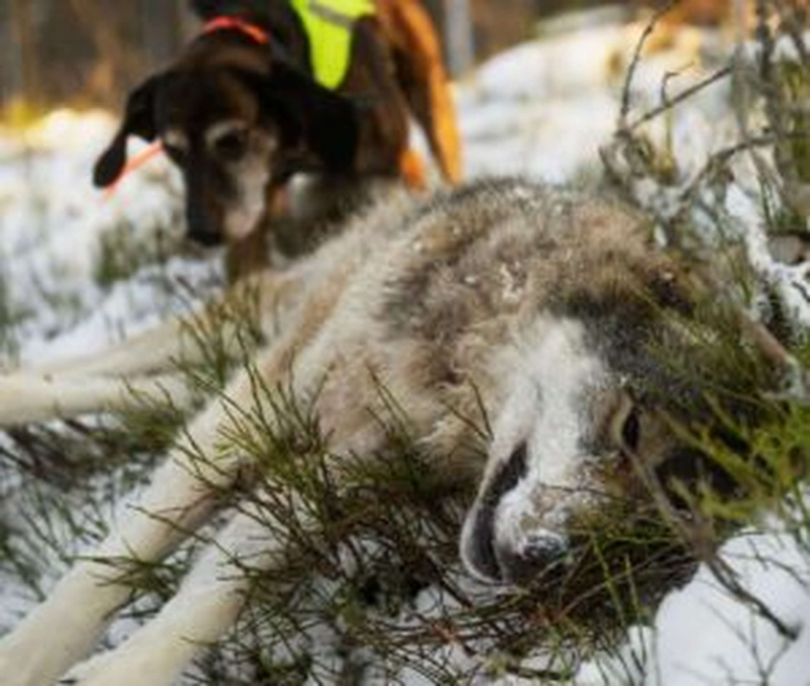 Bei der Jagd auf Wölfe kommen in Schweden auch speziell auf Großraubwild abgerichtete Hunde zum Einsatz.
