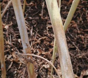 Bei Phoma-Spätbefall sind die Fruchtkörper des Pilzes auch mit freiem Auge deutlich zu erkennen.