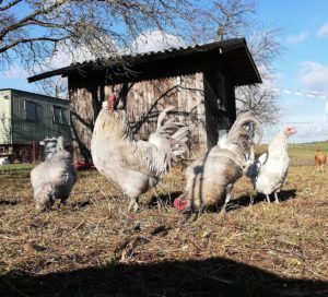 British Lavender Araucana: Ursprünglich aus Südamerika stammend, haben die einzigartigen Blauleger im frühen 20. Jahrhundert auf den britischen Inseln ihr Zuhause gefunden. Neben blauen Eiern machen sie ihre Bommeln, Quasten und Bärte zu Hinguckern.