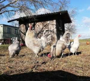 British Lavender Araucana: Ursprünglich aus Südamerika stammend, haben die einzigartigen Blauleger im frühen 20. Jahrhundert auf den britischen Inseln ihr Zuhause gefunden. Neben blauen Eiern machen sie ihre Bommeln, Quasten und Bärte zu Hinguckern.