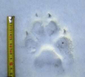 Wenn in Schweden jemand eine Wolfsspur findet, kann diese via App gemeldet werden. Die Wolfsexperten stellen dann die damit verbundene DNA sicher.