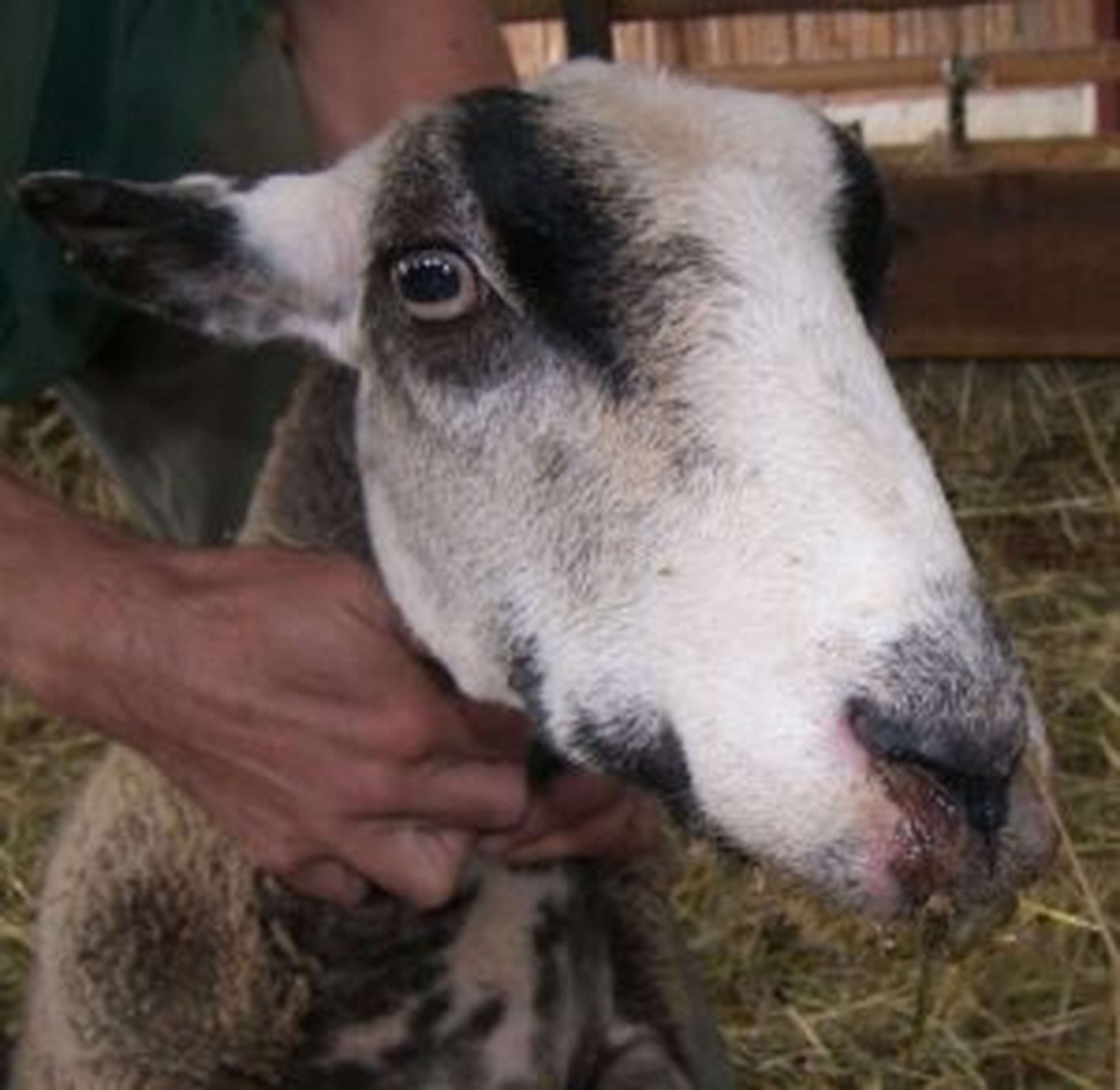 Rötungen und Ausfluss als Symptome.