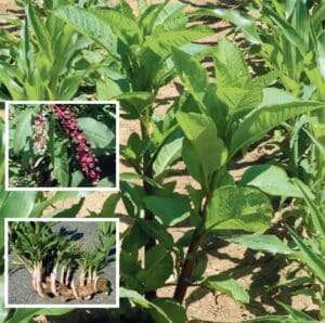 Die Kermesbeere ist nur in Mais aussichtsreich zu regulieren.