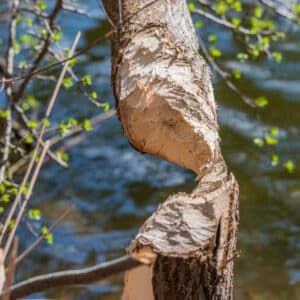 Biberspuren an einem Baum