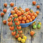 Gemüsepflanze 2025: Die robuste Cocktailtomate „Fruchtige Fini“