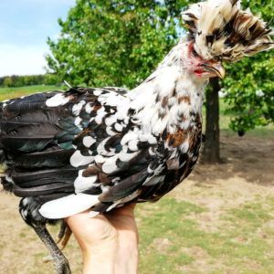 Sandschak: Die Sandschak Kräher sind eine alte Langkräher-Hühnerrasse. Sie zeichnen sich durch ihre hohe Widerstandsfähigkeit gegenüber heißen Sommern und kalten Wintern aus. Diese Eigenschaft macht sie zu einer sehr wertvollen Zweinutzungsrasse.