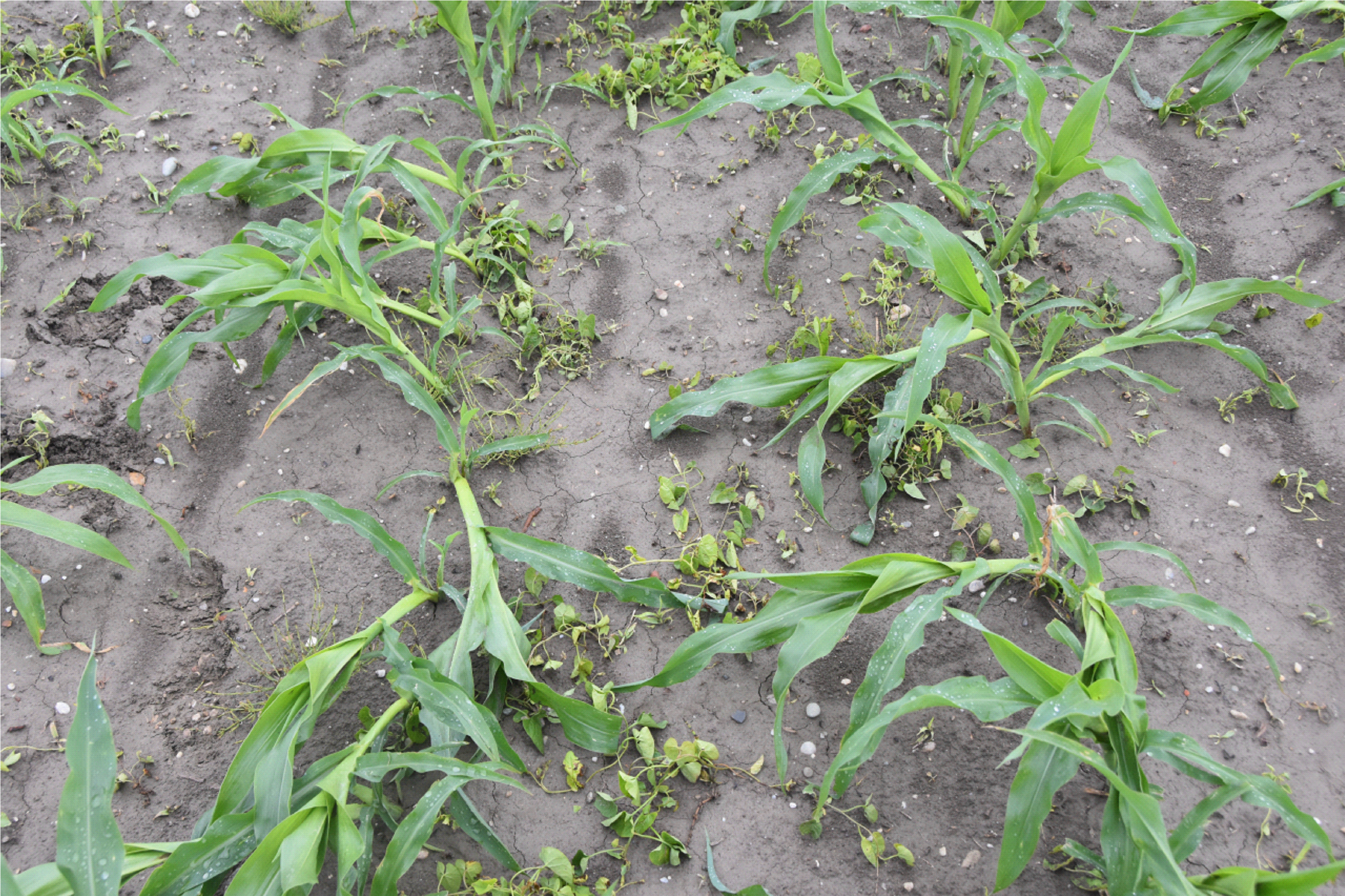 Schäden durch Wuchsstoffe im Mais