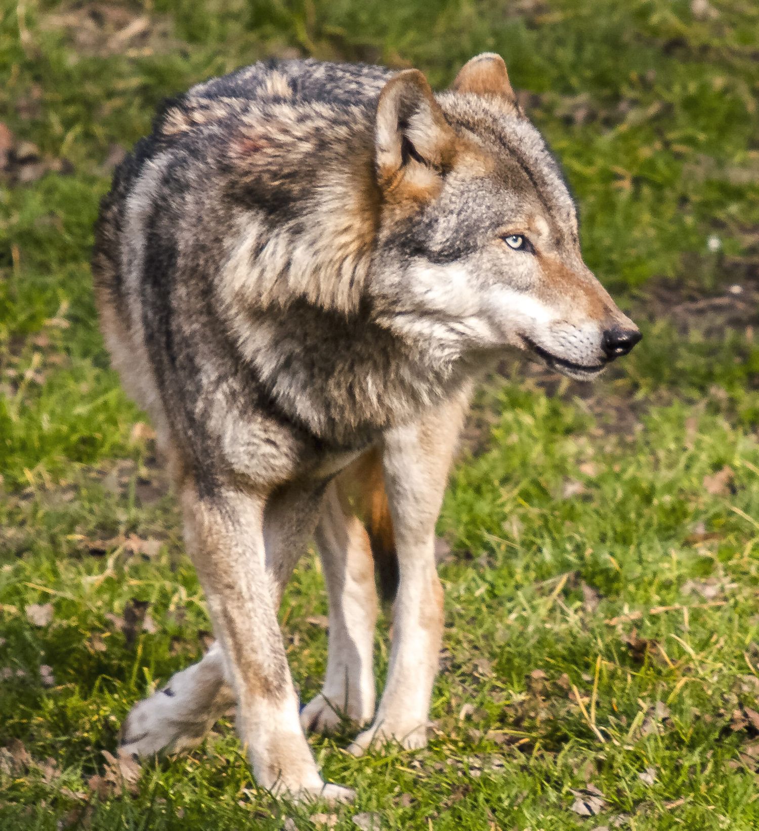 Der Wolf ist in Tirol auf Beutezug.