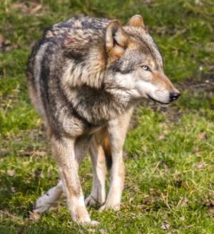 Der Wolf ist in Tirol auf Beutezug.