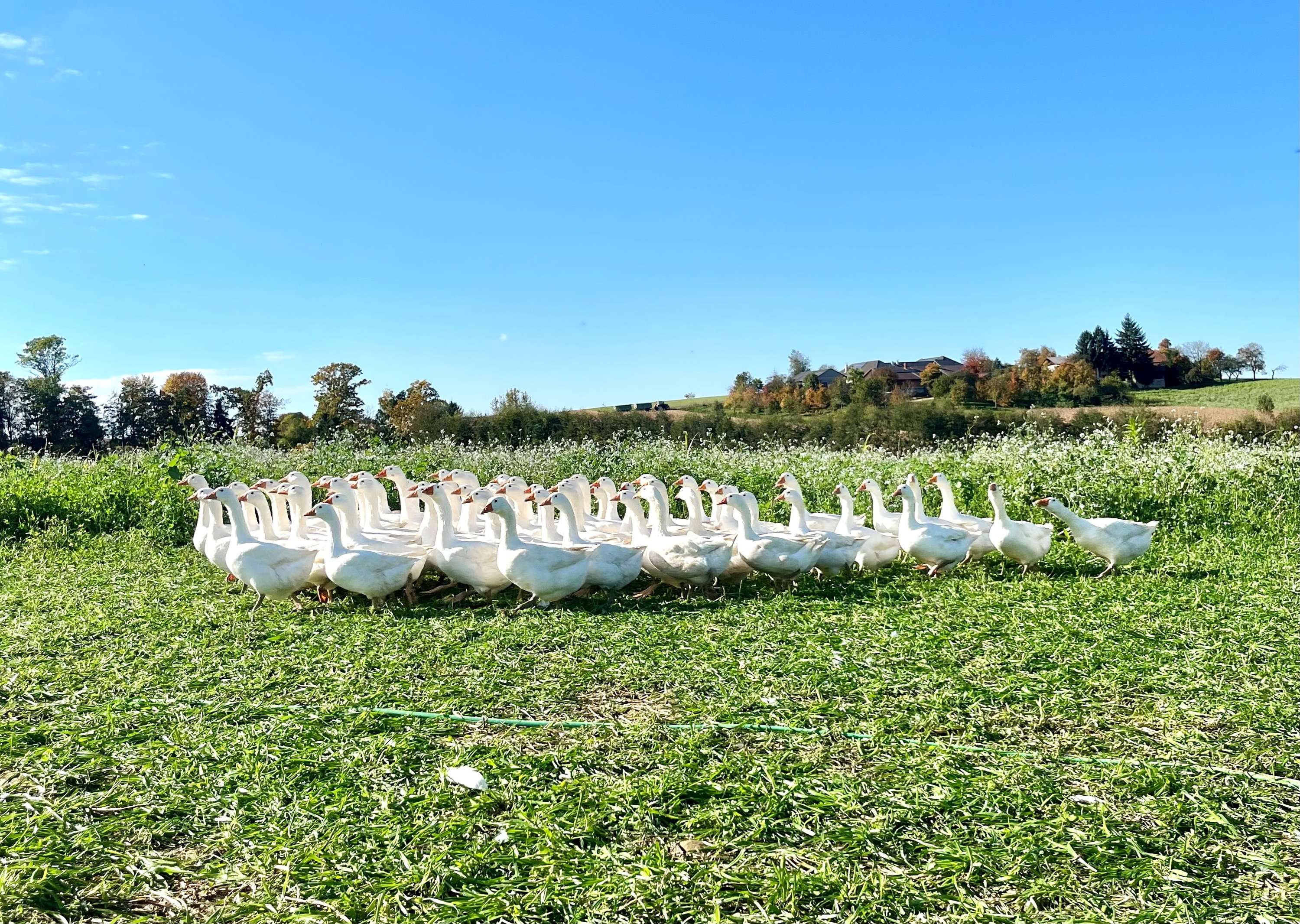 Gänseschar auf der Wiese