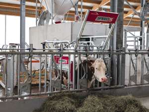 Speed 5: Für schnelle Klauenbehandlungen zwischendurch