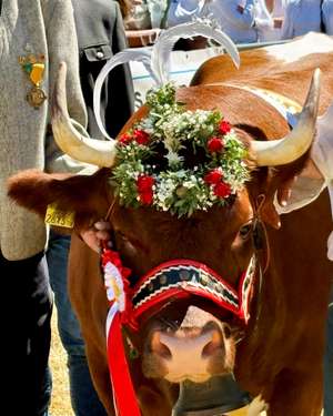 Prächtig geschmückte braune Kuh mit Blumenkranz, weißen Federn und rotem Halfter bei einem Almabtrieb-Festival.
